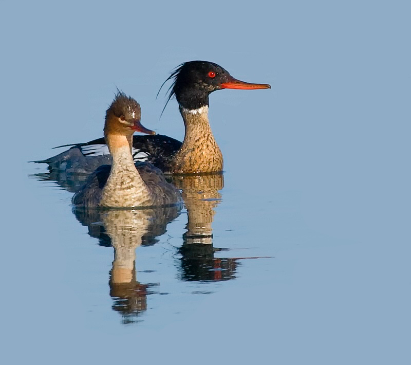 Merganser